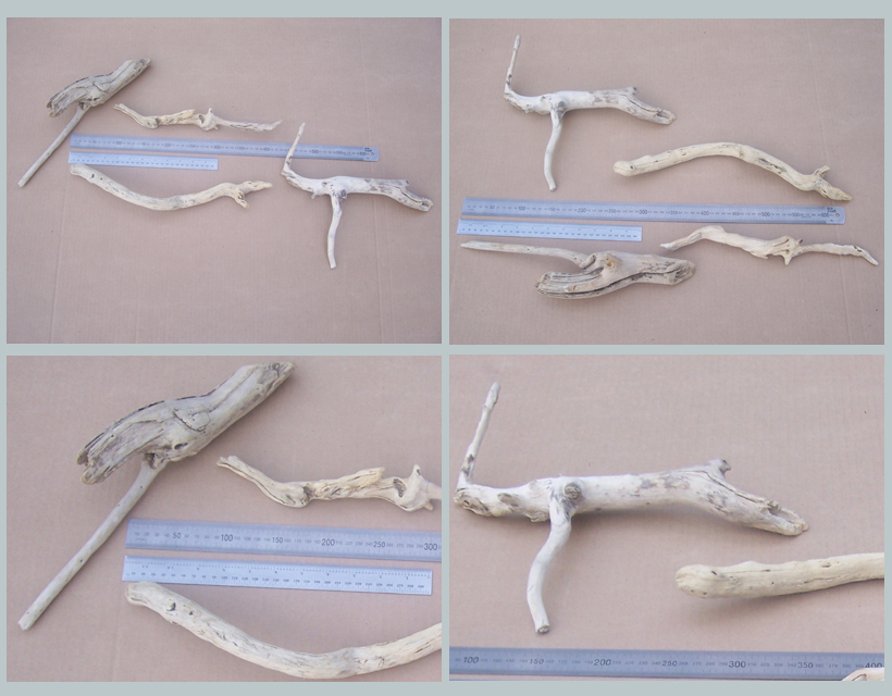 16072014 spcl 006 driftwood that looks like animals and reptiles