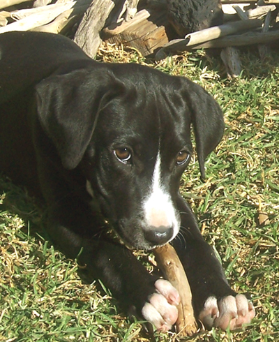 puppy on grass playing with driftwood