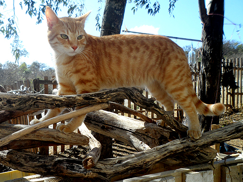 cat exploring new stock of driftwood