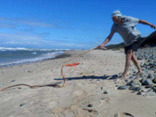driftwood snake on the beach