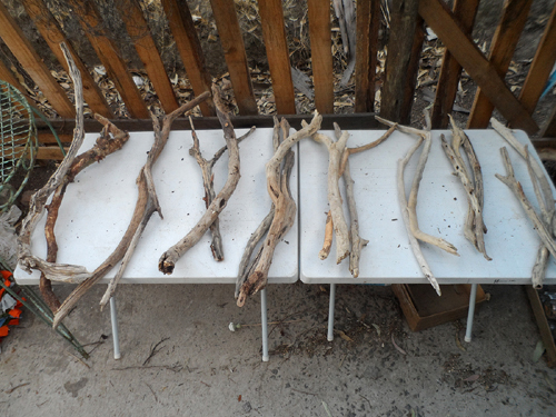 twenty pieces of driftwood on two tables